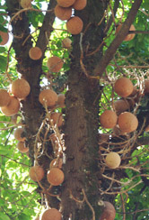 Frutos do abricó-de-macaco