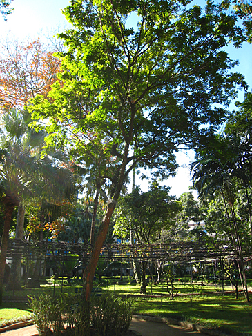 Pau-brasil no jardim da Casa de Rui Barbosa